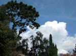 pretty-trees-and-clouds-alike